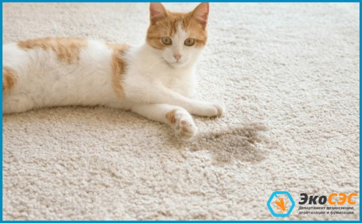 Как избавиться от запаха кота в доме: эффективные способы