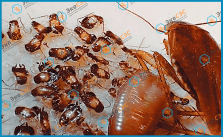 Как уничтожить яйца тараканов в квартире